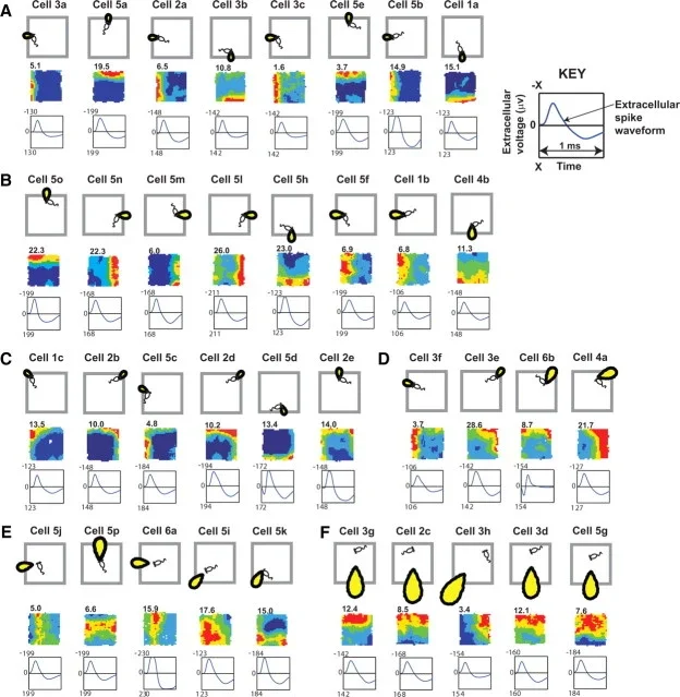 Recorded boundary vector cells