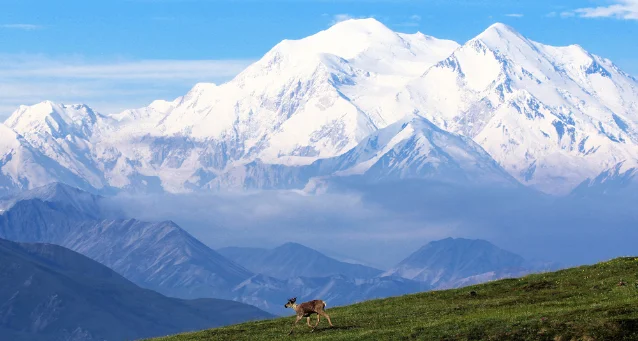 迪纳利山前的北美驯鹿