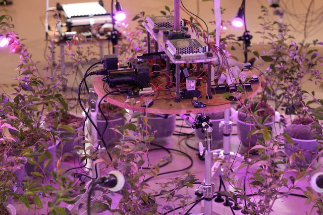 Tea plants surround a circular mechanical installation of instruments, wiring and sensors under purple lights
