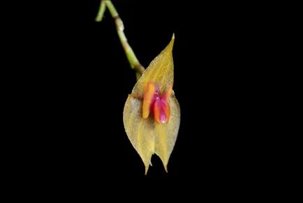 Small orchid flower with translucent pale yellow tepals and orange-red to purplish-pink center