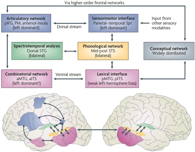 Dual-stream model of speech processing