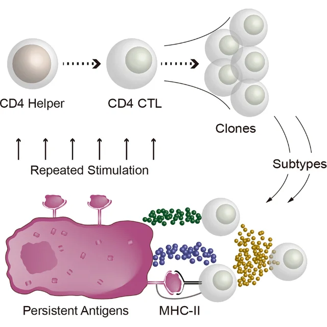 A schematic of a CD4 helper T cell becoming a CD4 cytotoxic T cell, expanding into clones, and dividing into functional subtypes after repeated stimulation