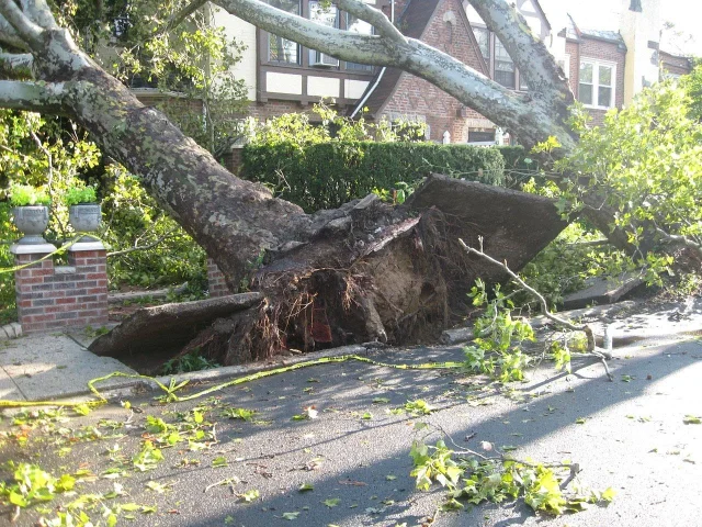 A wind-thrown tree lying across a residential street in front of houses