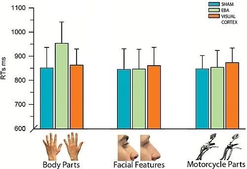 rTMS results showing selective RT increase (~100 ms) for body parts but not facial features or motorcycle parts after TMS over EBA