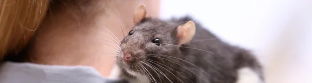Rat on surface — hantavirus rodent reservoir
