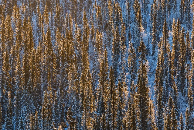 Norway spruce forest dusted in snow at high altitude