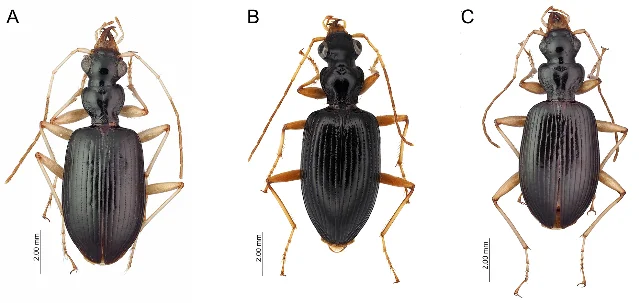 Composite habitus of the three new Onycholabis species: A. O. tengjhihensis, B. O. hainanus, C. O. cheni