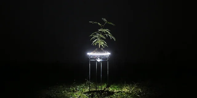 A single plant stands inside a glowing ring on a tall stand in a dark field