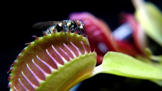 A fly perched on the edge of an open Venus flytrap, the red trap interior and cilia clearly visible