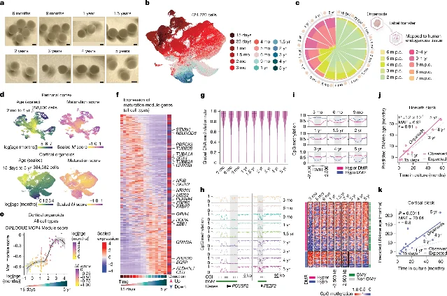Nature Figure 1 showing cortical organoids from 6 months to 5 years, cell-age maps, methylation changes and molecular age clocks