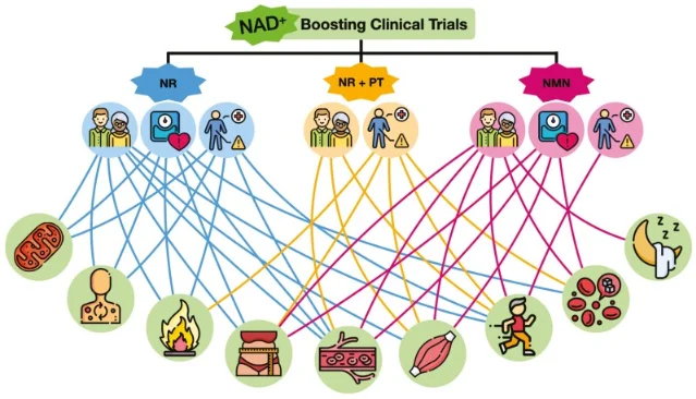 NAD+ clinical research overview showing physiological outcomes assessed in human supplementation trials