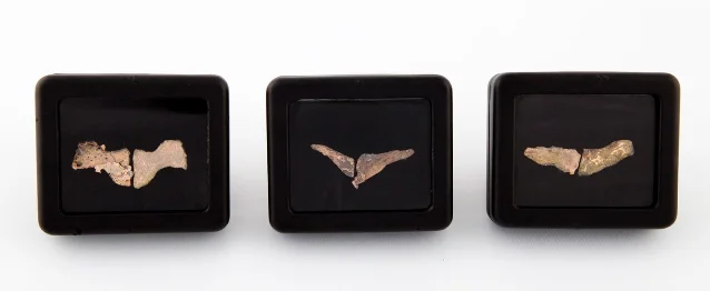 Three preserved Pigs Wings specimens in black cases