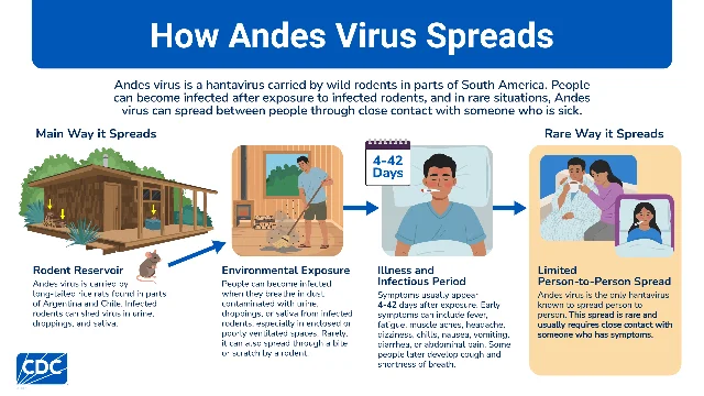 CDC Andes virus transmission graphic