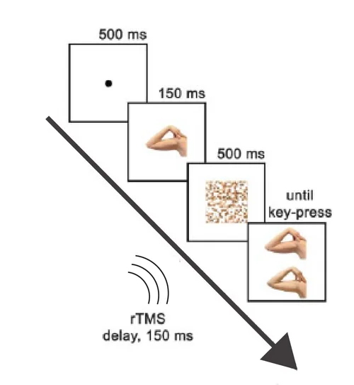 Urgesi 2004 rTMS paradigm: fixation, body part image for 150 ms, mask, then a match-to-sample comparison image — with TMS delivered 150 ms after stimulus onset