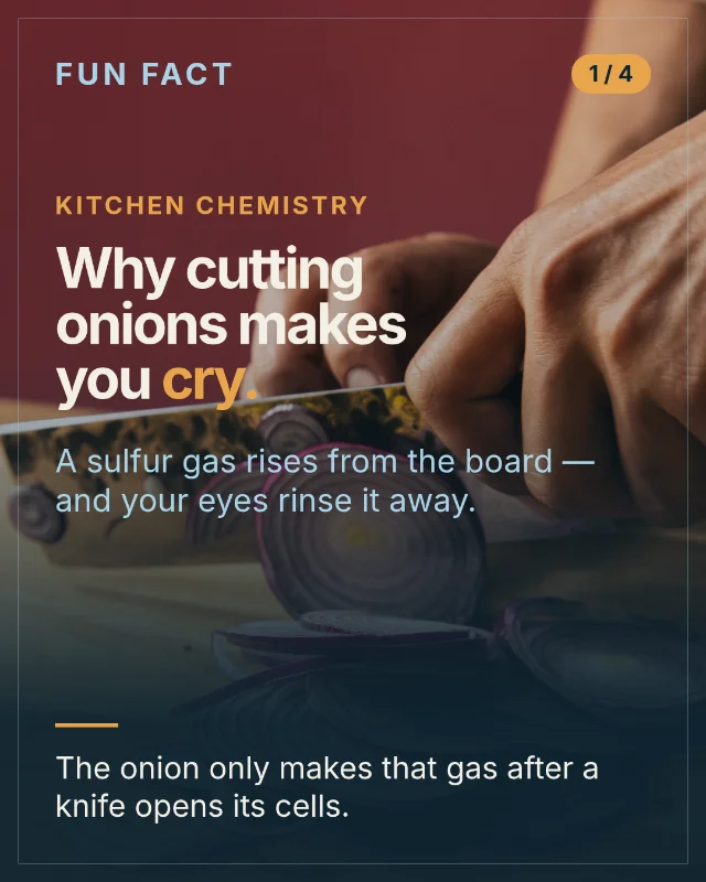 Why cutting onions makes you cry