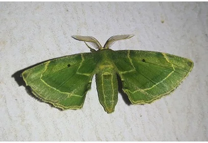 Green adult male moth resting on a light grey wall