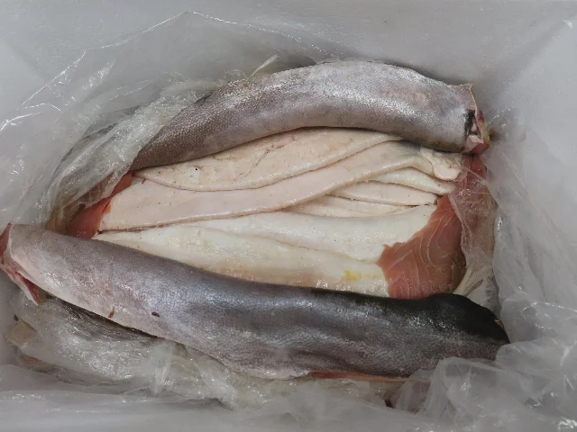 Totoaba swim bladders mixed among genuine frozen fish fillets inside opened cartons — the concealment method