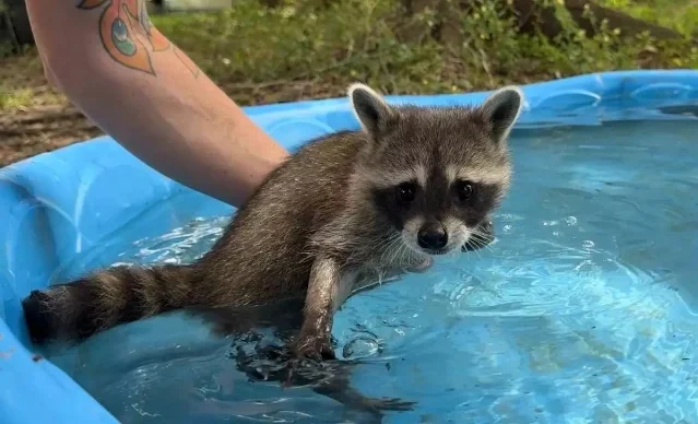 A raccoon kit in a blue paddling pool with a hand steadying it from behind