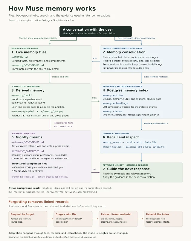 A published diagram titled How Muse memory works, showing seven stages across two columns: live memory files, hourly memory consolidation, derived memory, a Postgres memory index, nightly dreams, recall and inspect, and guidance for the next response, with file paths such as ~/MEMORY.md, ~/memory/bank/ and memory.entries; below it a separate four-step forgetting workflow that stages claim IDs, retracts linked material and rebuilds the index