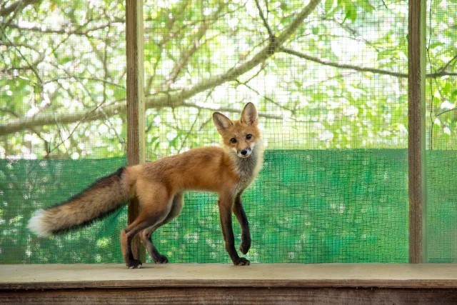 A red fox standing on a wooden platform inside an outdoor enclosure