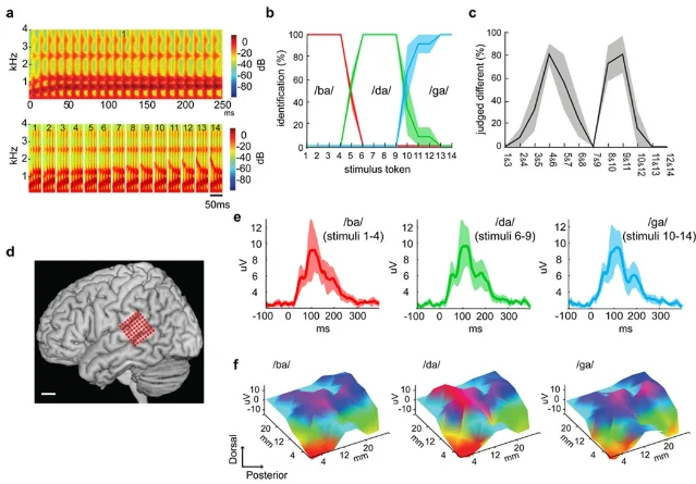 Speech continuum and superior temporal gyrus recordings