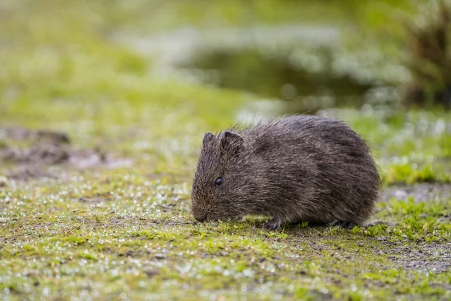 Wild rodent ecology matters in hantavirus surveillance