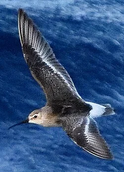 A curlew sandpiper in flight, showing its white wing stripe and white rump