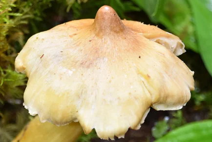Multiple Tricholoma flavomastoideum fruiting bodies in field, showing cap and stipe morphology
