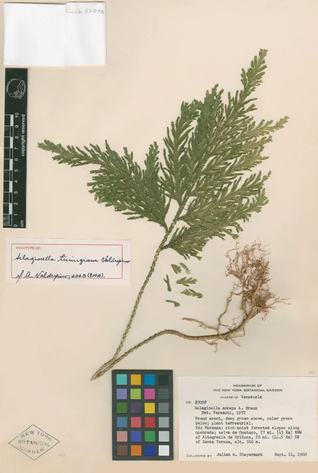 Selaginella turingiana Valdespino holotype (NYBG No. 87098, New York Botanical Garden), collected J.A. Steyermark, September 11, 1960, Miranda State, Venezuela