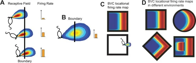 Boundary vector cell model