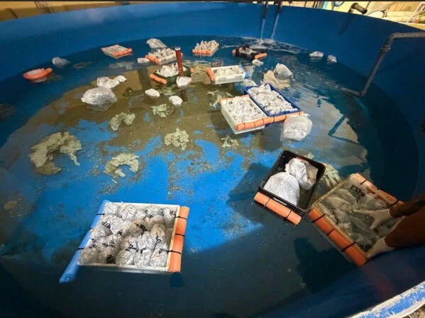 多只被查获的珊瑚礁鱼类和无脊椎动物装在救援水箱中等待处理