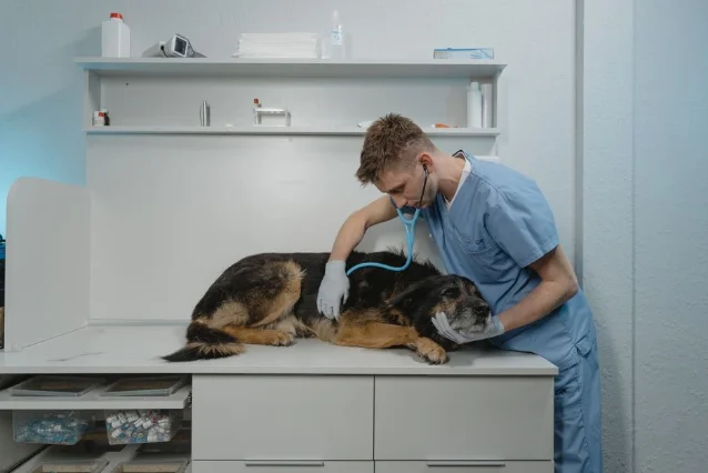 A veterinarian examines a dog using a stethoscope in a clinic setting