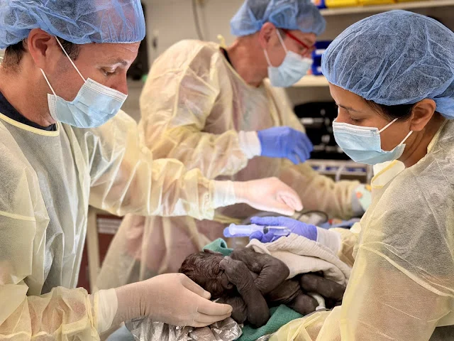 Three medical personnel in surgical caps, masks, and protective gowns providing neonatal care to the newborn gorilla infant