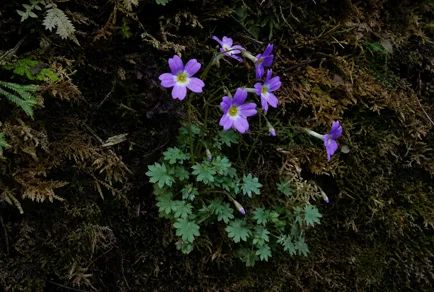 *Primula chongqingensis* in its natural habitat: a rosette of palmately lobed green leaves with multiple flowering stems bearing pale purple corollas, growing in dark mossy humus on a cliff face