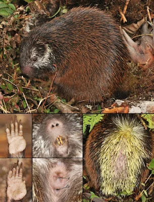Coendou sangay sp. nov., live adult female at Sangay National Park, Ecuador, with dorsal/posterior views showing brownish-red tipped quills, and detail shots of the forefoot, hindfoot, and muzzle