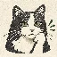 每天懂猫·图卡