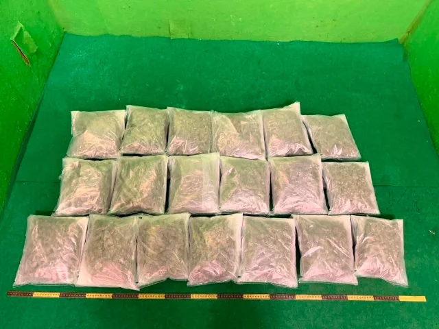Twenty-one clear plastic bags of suspected cannabis buds arranged in rows on a green inspection floor, with a measuring tape at the base — the 5 kg seizure from the Phuket arrival, HKIA, June 19, 2026