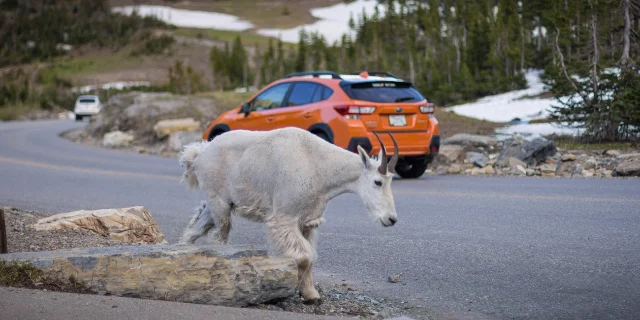 Mountain goat crossing the Going-to-the-Sun Road at Logan Pass, orange SUV in background, snow on the hillside