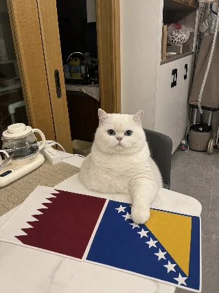 小贴的世界杯之旅 | 波黑 vs 卡塔尔 🐾
