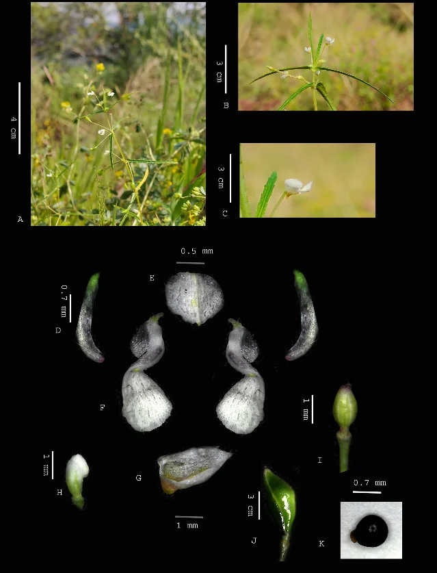 Impatiens flavispicata habit and floral morphology — slender annual herb in field setting with small white flowers and yellow spur, plus detailed botanical plates of petals, sepals, fruit, and seed