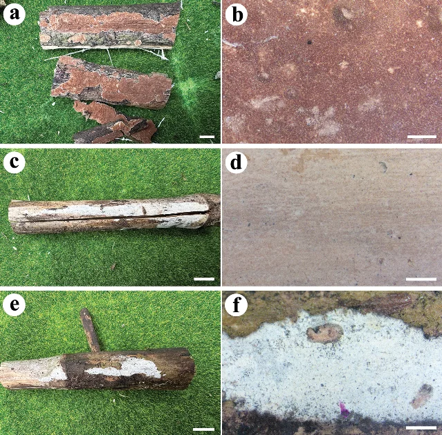 Phlebiopsis arundinacea (panels a–b, holotype Dai 40354) and Sicyoideibasidia luteocystidia (panels c–d, holotype Dai 40352) basidiomata on dead Arundo donax stems, Guangxi, China