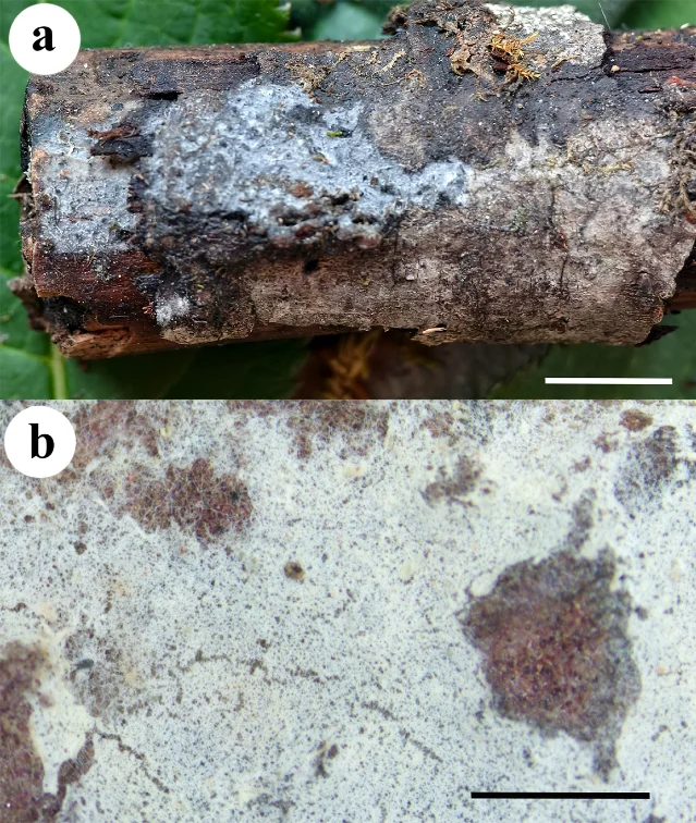 *Leptosporomyces caeruleogriseum* basidiomata on a *Pinus yunnanensis* branch: panel (a) fresh, showing the diagnostic bluish-gray hymenophore; panel (b) dried specimen, cream-colored