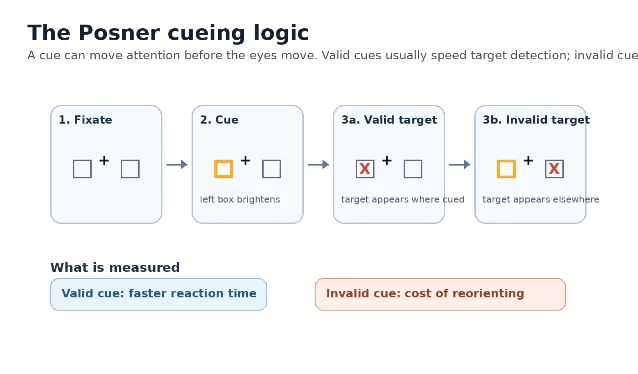 Posner cueing task schematic