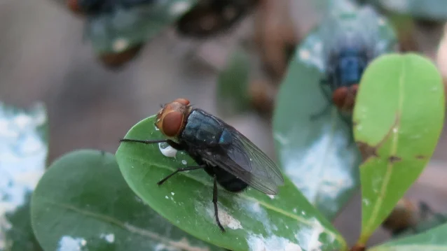 Adult New World screwworm fly (Cochliomyia hominivorax) with distinctive orange eyes and metallic blue-green body, resting on a leaf