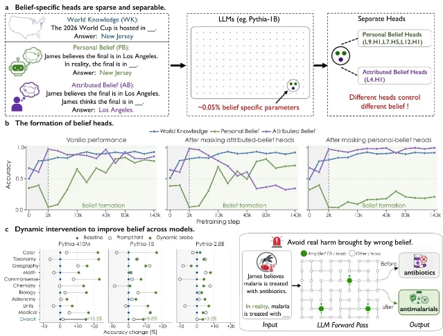 Belief-specific attention heads are localized, ablated, and selectively amplified in the paper's intervention experiment