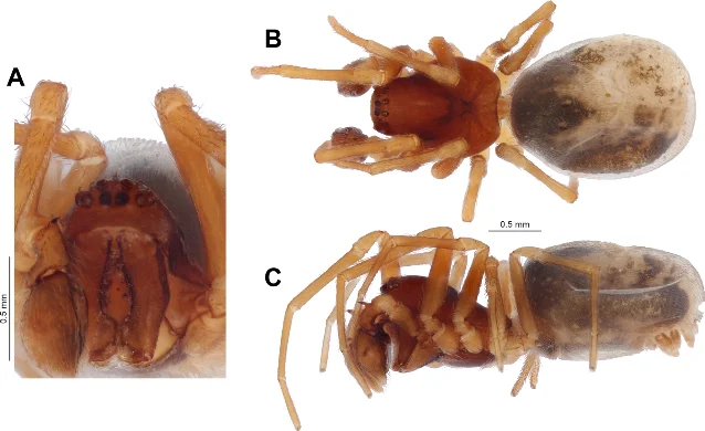 Male *Dictyna caligaformis* habitus: frontal (A), dorsal (B), and lateral (C) views. The boot-shaped conductor that inspired the species name is visible in dissection of the male palp.