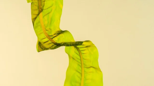 Keel Labs seaweed-derived Kelsun fiber — product photography by Ryan Duffin