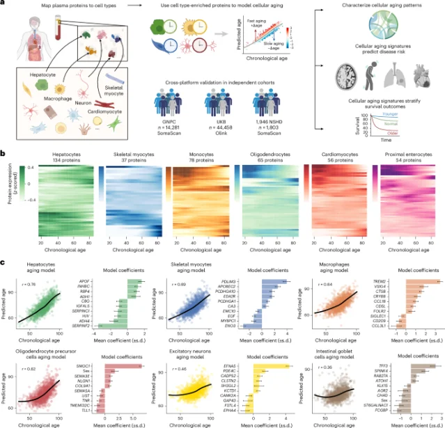 Plasma proteomic framework for cell-type aging models