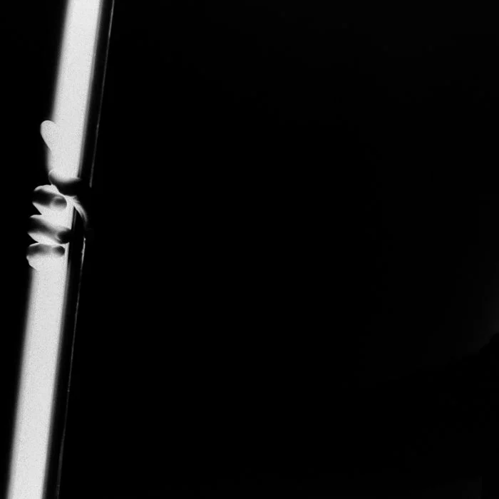 Nightlife as photosynthesis: Ohms' "Neon Violence"