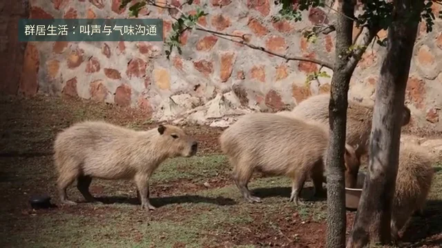 水豚群居活动的近景
